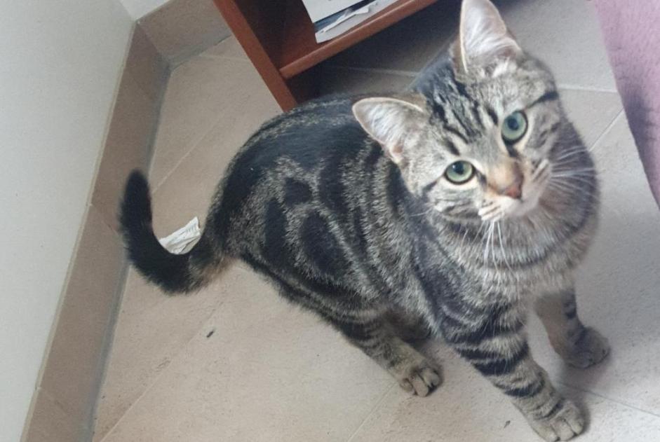 Disappearance alert Cat Male , 1 years Frampas France