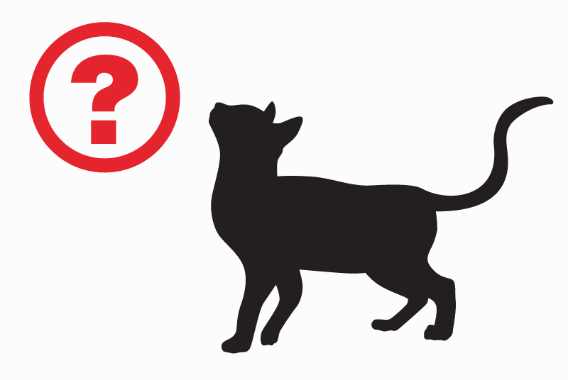 Alerta de Desaparición Gato Hembra , 9 años Belmont Francia Alerta de Desaparición Gato Hembra , 9 años Belmont Francia