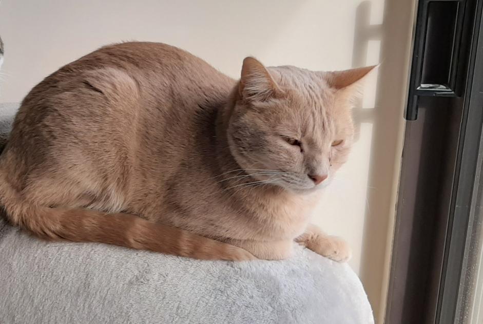 Alerte Disparition Chat Mâle , 6 ans Marnay-sur-Marne France