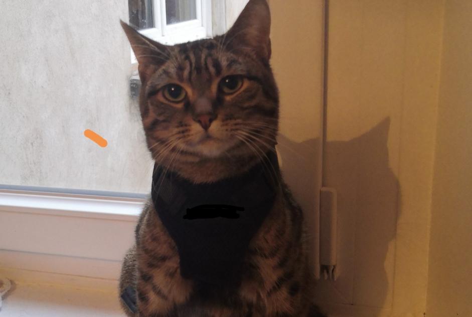 Alerte Disparition Chat Femelle , 2 ans Rolampont France Alerte Disparition Chat Femelle , 2 ans Rolampont France